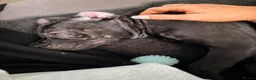 Mixed Breed dogs for sale: Ready for forever homes - Advert 10