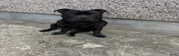 Staffordshire Bull Terrier dogs for stud: Our gorgeous Staffordshire bull terrier Dennis  - Advert 8