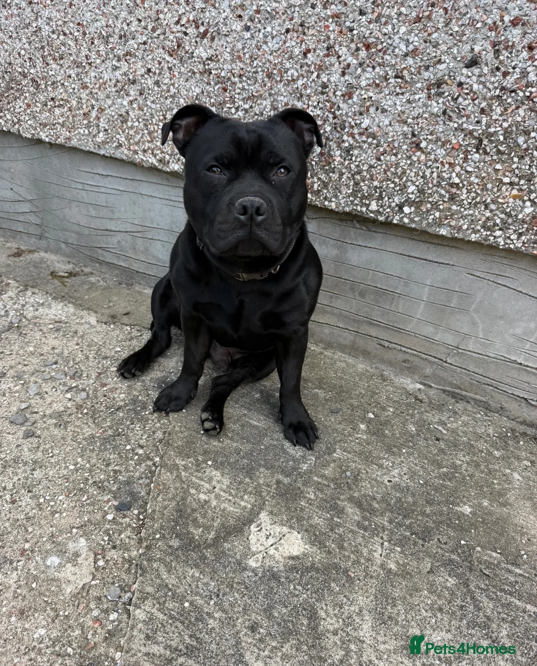 Staffordshire Bull Terrier dogs for stud: Our gorgeous Staffordshire bull terrier Dennis  - Advert 8