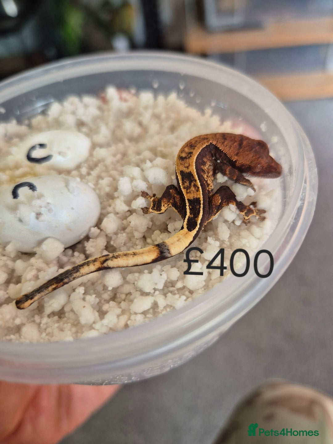 Gecko reptiles for sale: Crested Gecko Babies - Image 10