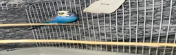 Budgerigars birds for sale: Male Budgie  in Bracknell - Advert 3