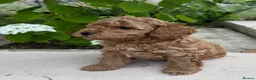 Miniature Poodle dogs for sale: Beautiful Miniature Poodle Puppies - Advert 17