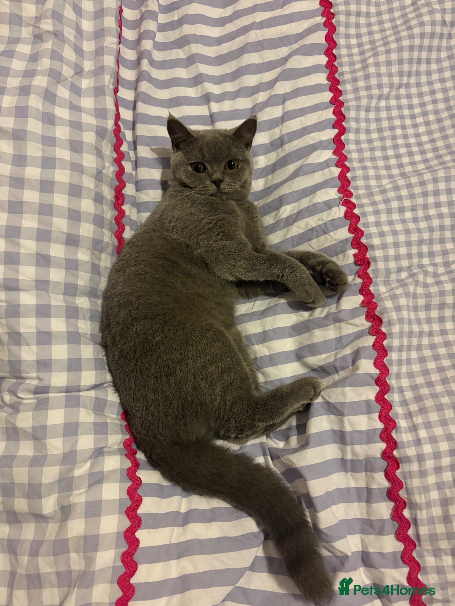 British Shorthair cats 3 bonded beautiful British shorthairs - Advert 5