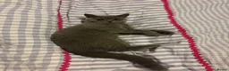 British Shorthair cats for sale: 3 bonded beautiful British shorthairs - Advert 1