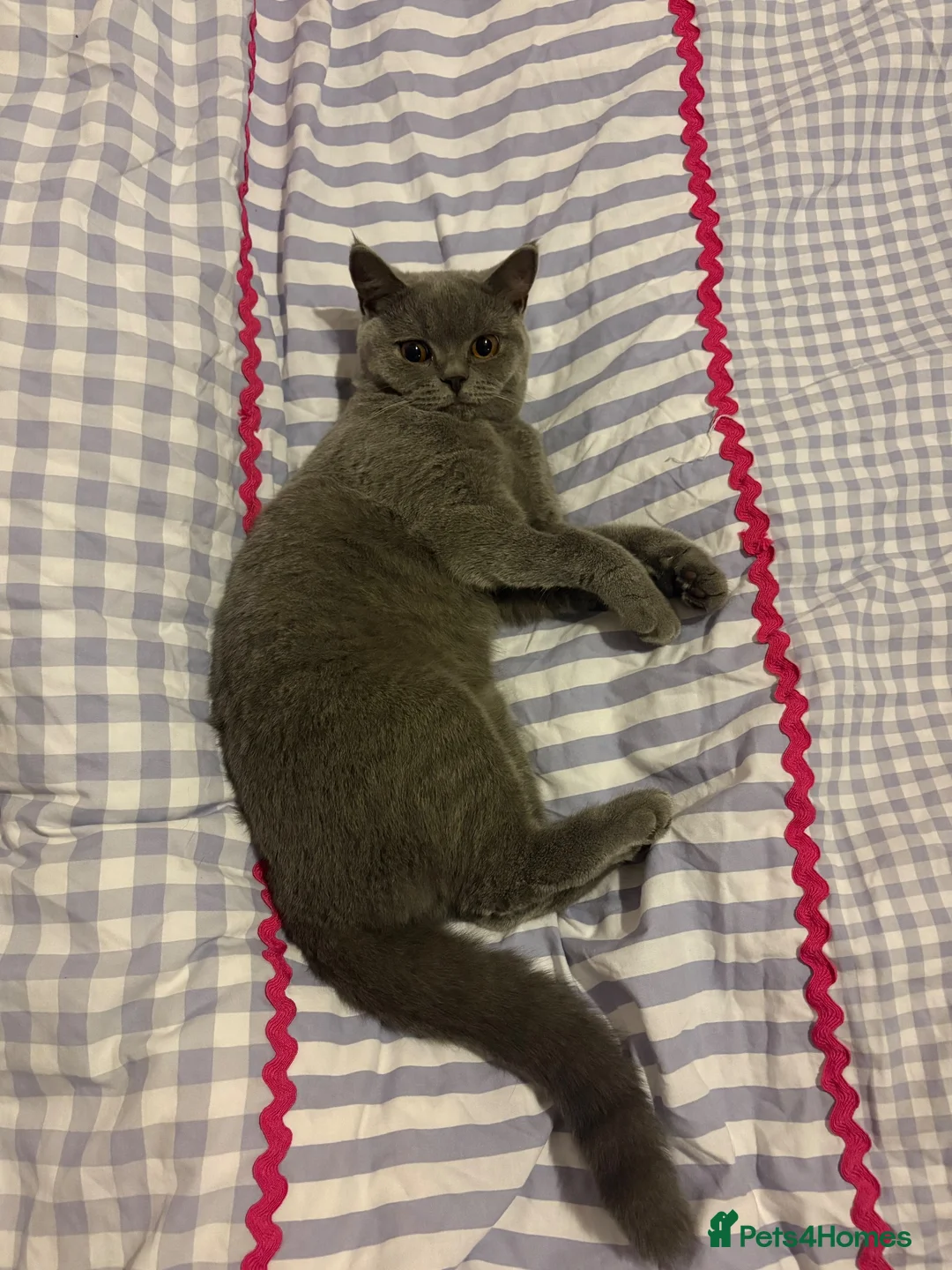 British Shorthair cats for sale: 3 bonded beautiful British shorthairs - Advert 1