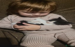 Mixed Breed cats for sale: 2 beautiful kittens - Image 4
