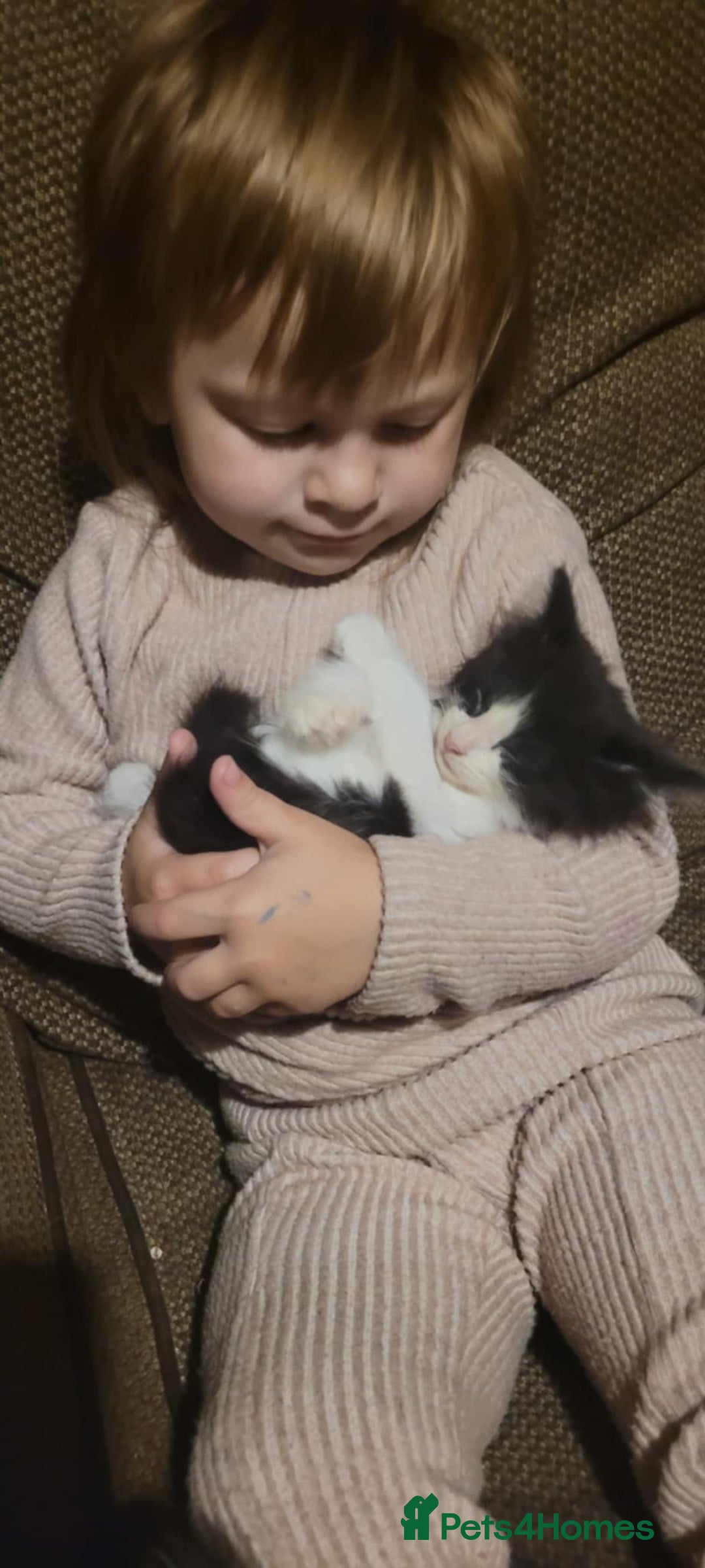 Mixed Breed cats for sale: 2 beautiful kittens - Image 4