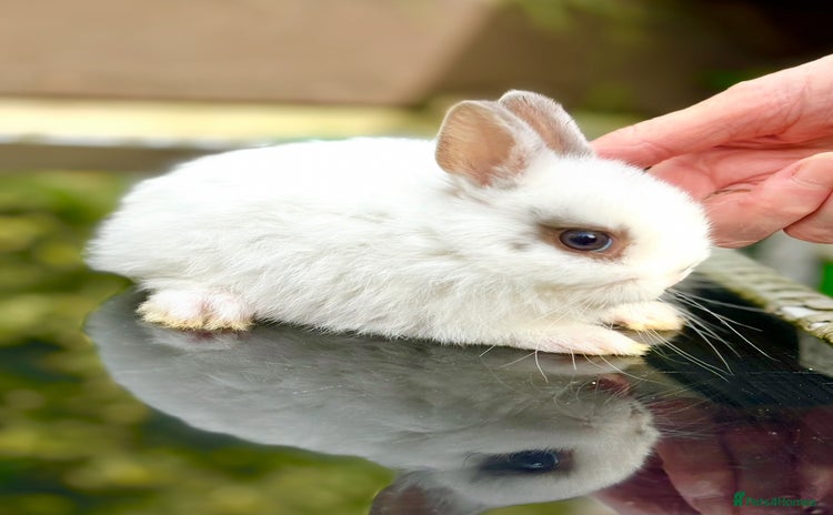 Netherland Dwarf rabbits - Advert 4