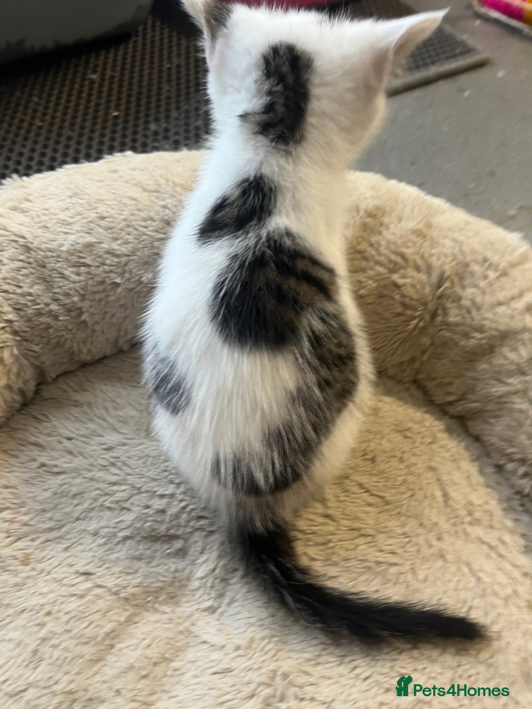 Mixed Breed cats for sale: 2 Adorable 8 week old kittens - Advert 11