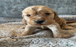 Cocker Spaniel dogs for sale: 100% TRUE SHOW TYPE HEALTH TESTED COCKER SPANIELS  - Advert 6