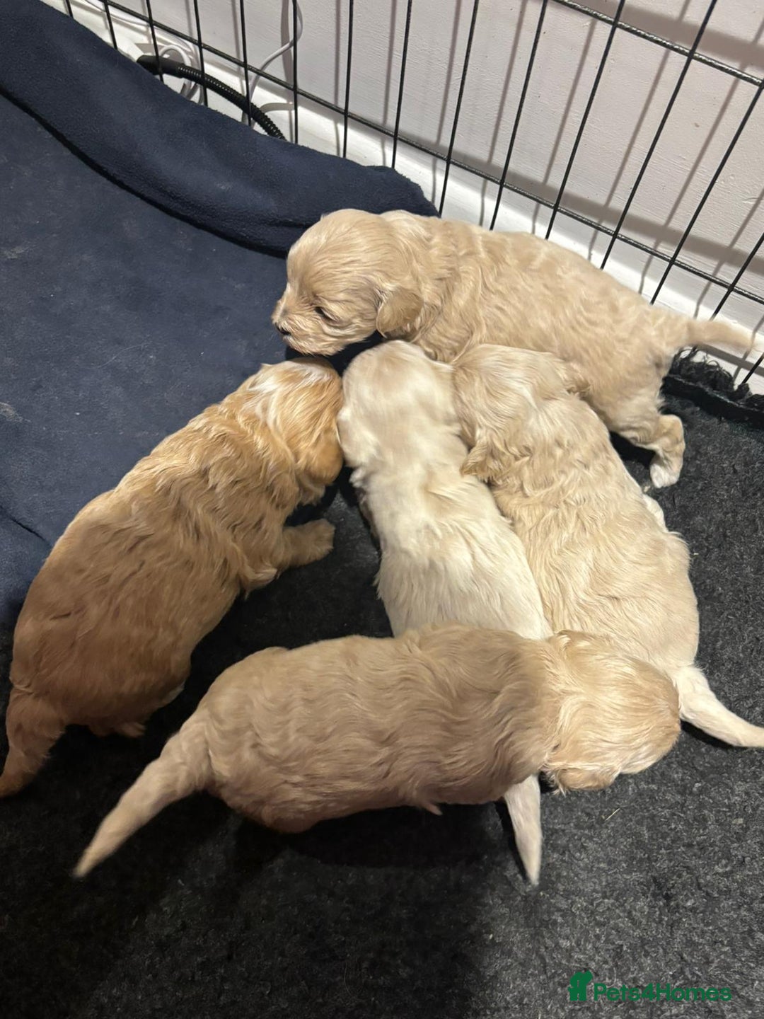 Maltipoo dogs for sale: Maltipoo puppies  - Image 6