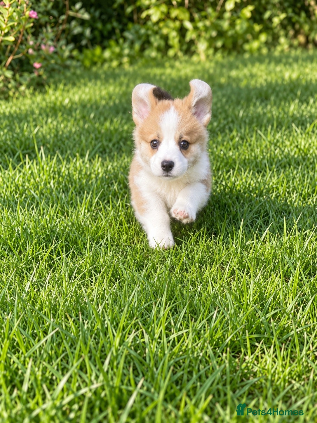 Welsh Corgi Pembroke dogs Quality KC Reg Pembroke Corgis - Advert 5