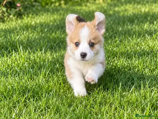 Welsh Corgi Pembroke dogs Quality KC Reg Pembroke Corgis - Advert 5