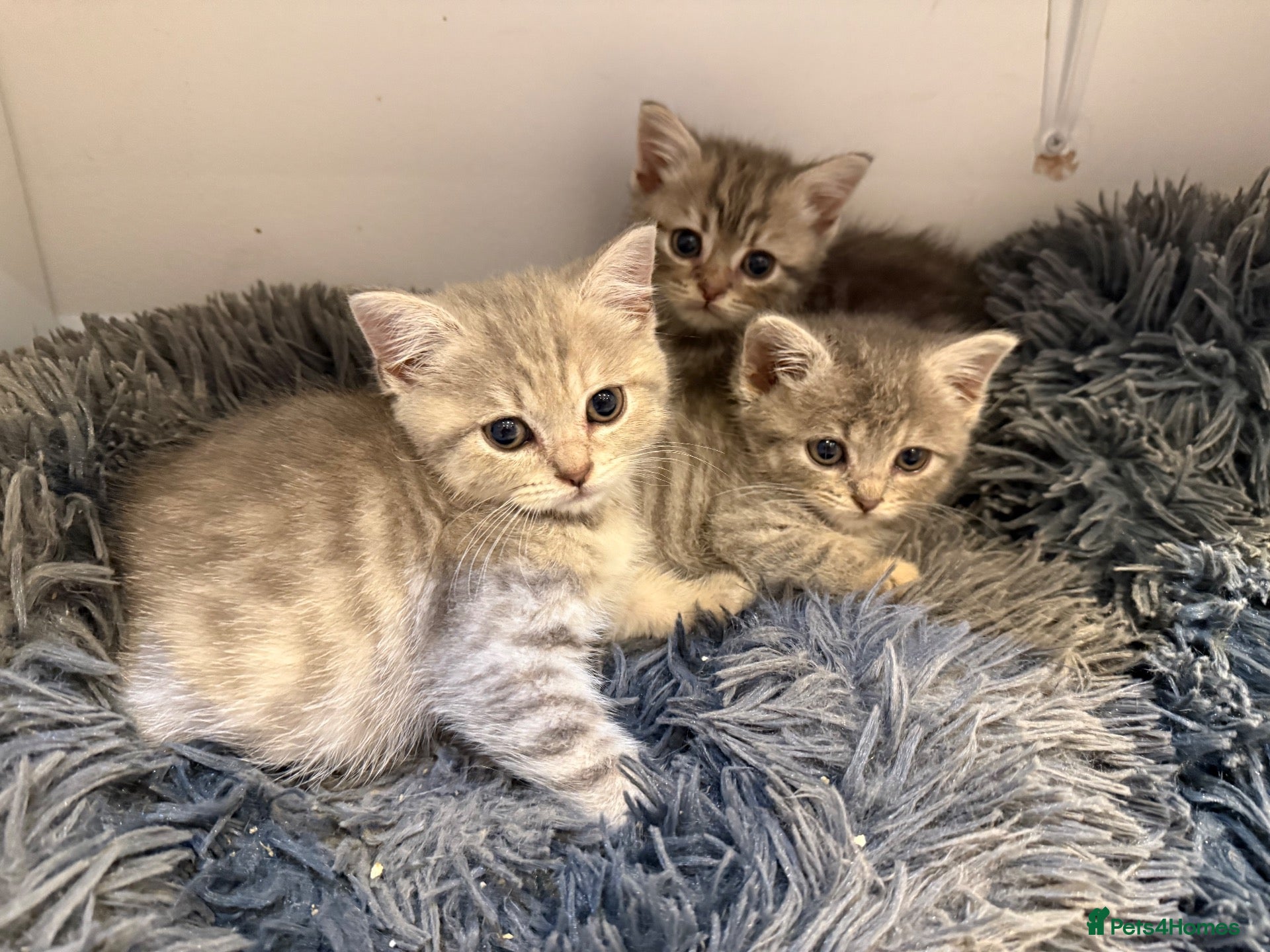 Scottish Fold cats Scotish fold cross Scottish straight adorable🥰 😻 - Advert 2