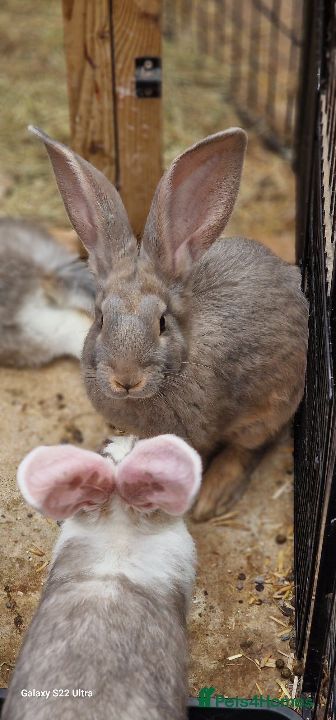 Continental Giant rabbits for sale: Stunning Pure Continental Giants 12wks Female - Image 4