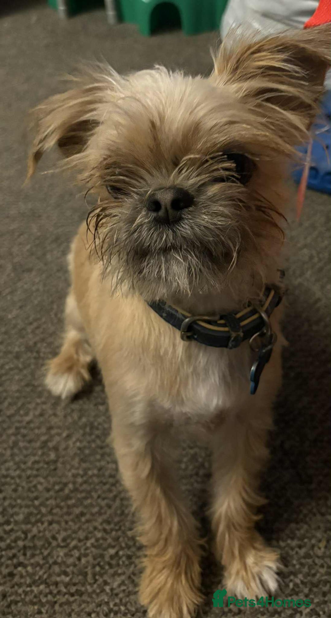 Mixed Breed dogs for sale: 1 YR OLD MALE SHIH TZU CROSS CHI FOR REHOME - Advert 3