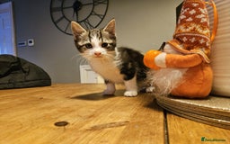 Mixed Breed cats for sale: Adorable playful well handled kittens  - Image 2