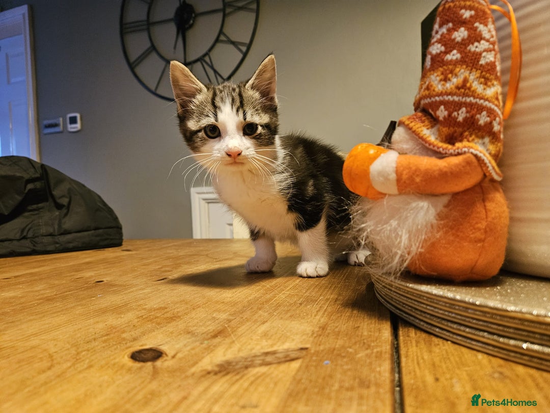 Mixed Breed cats for sale: Adorable playful well handled kittens  - Image 2