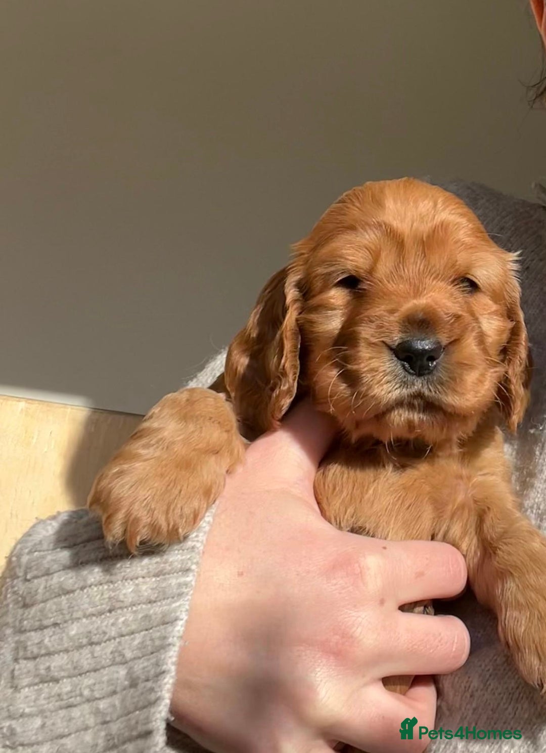 Cocker Spaniel dogs for sale: Beautiful female golden cocker spaniel - Advert 7