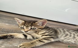 Domestic Shorthair cats for sale: Lovely kittens - Image 7