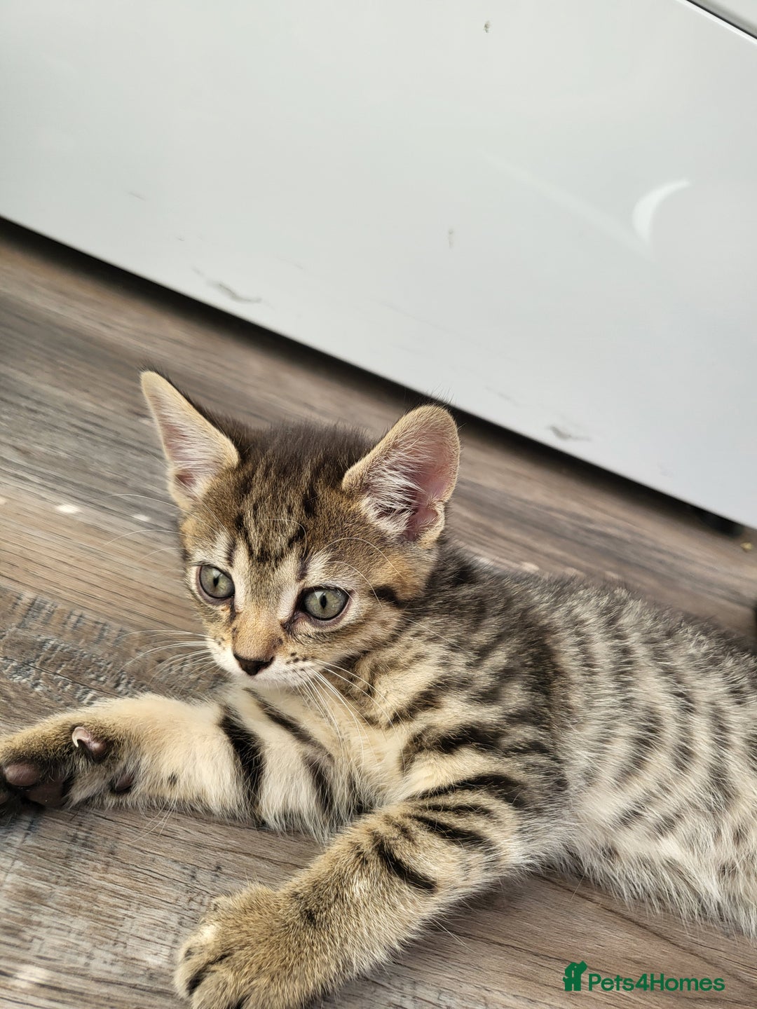 Domestic Shorthair cats for sale: Lovely kittens - Image 7