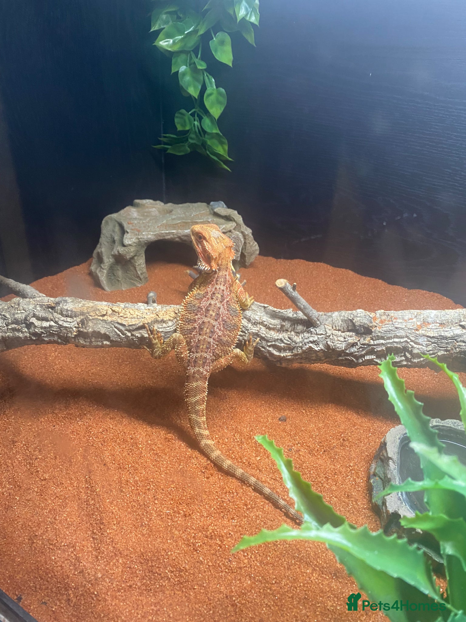 Bearded Dragon reptiles for sale: Breaded dragon complet set up  - Advert 2
