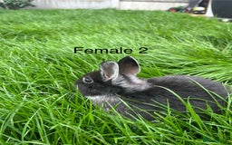 Netherland Dwarf rabbits for sale: Beautiful Purebred Netherland Dwarfs - Image 7