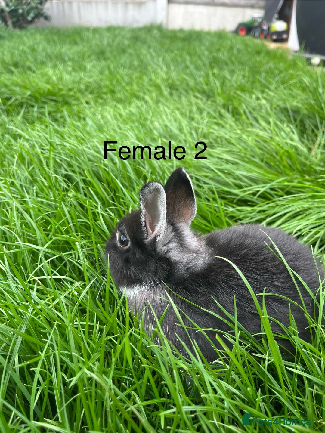 Netherland Dwarf rabbits for sale: Beautiful Purebred Netherland Dwarfs - Image 7