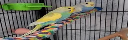 Parrots birds for sale: Well-Socialized Parrots-Intelligent and Active in Stirling - Advert 4