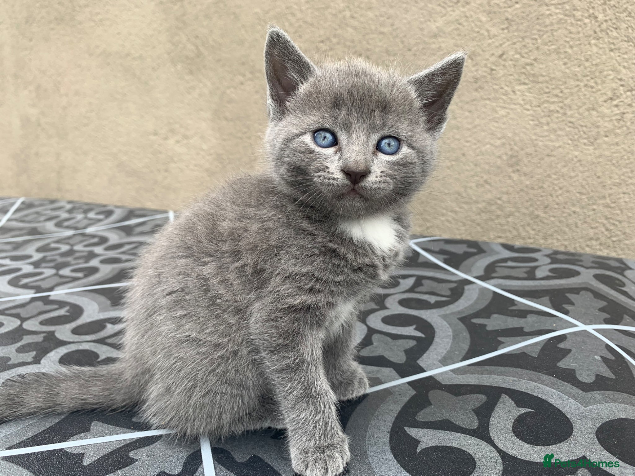 Mixed Breed cats Home reared Kittens (m/chip, vac & Vet checked) - Advert 6