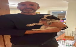 Cocker Spaniel dogs for sale: Cocker spaniel puppies - Advert 9