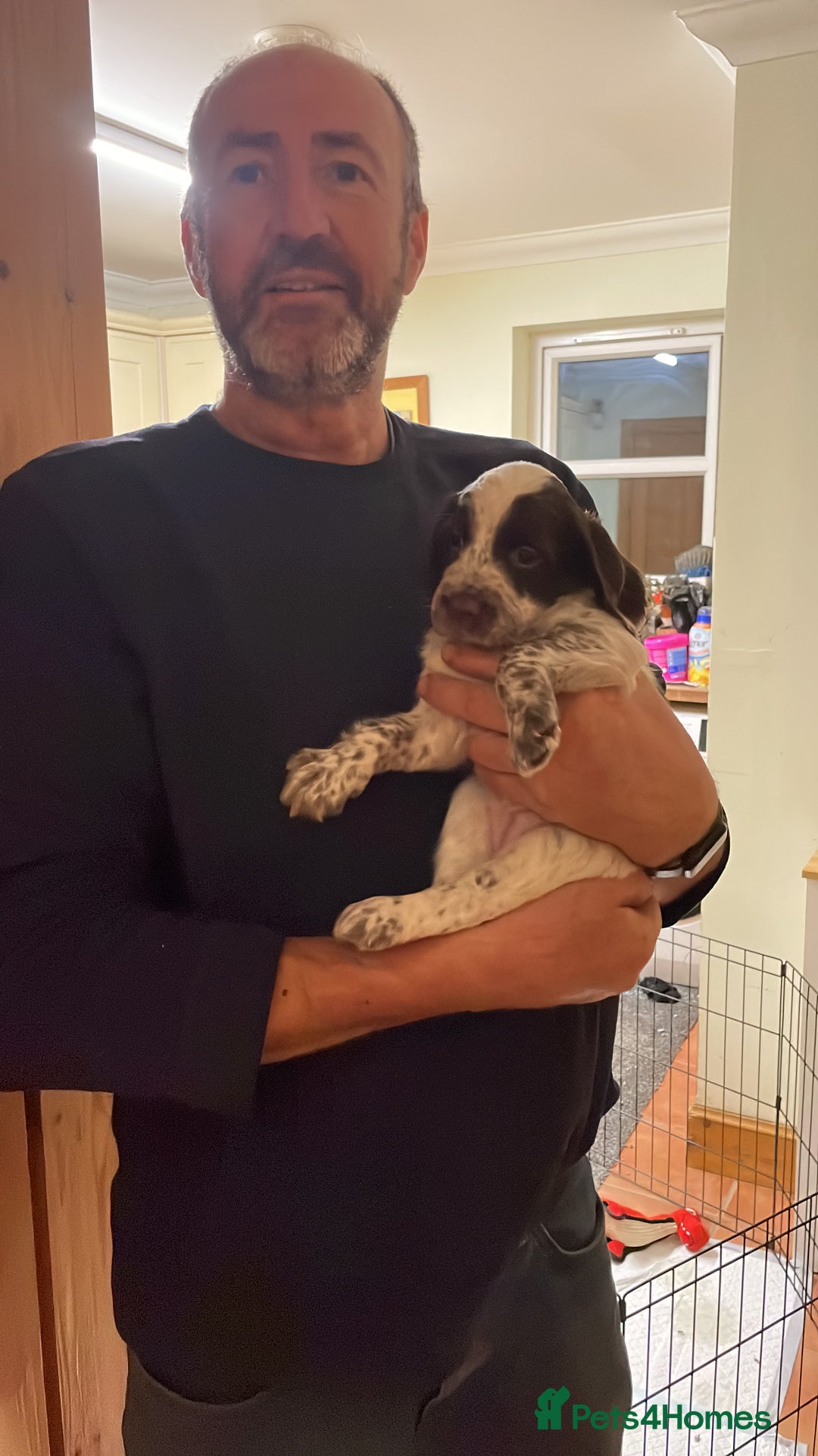 Cocker Spaniel dogs for sale: Cocker spaniel puppies - Advert 9