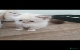 Ragdoll cats for sale: Seal and lynx point mitted kittens - Image 10