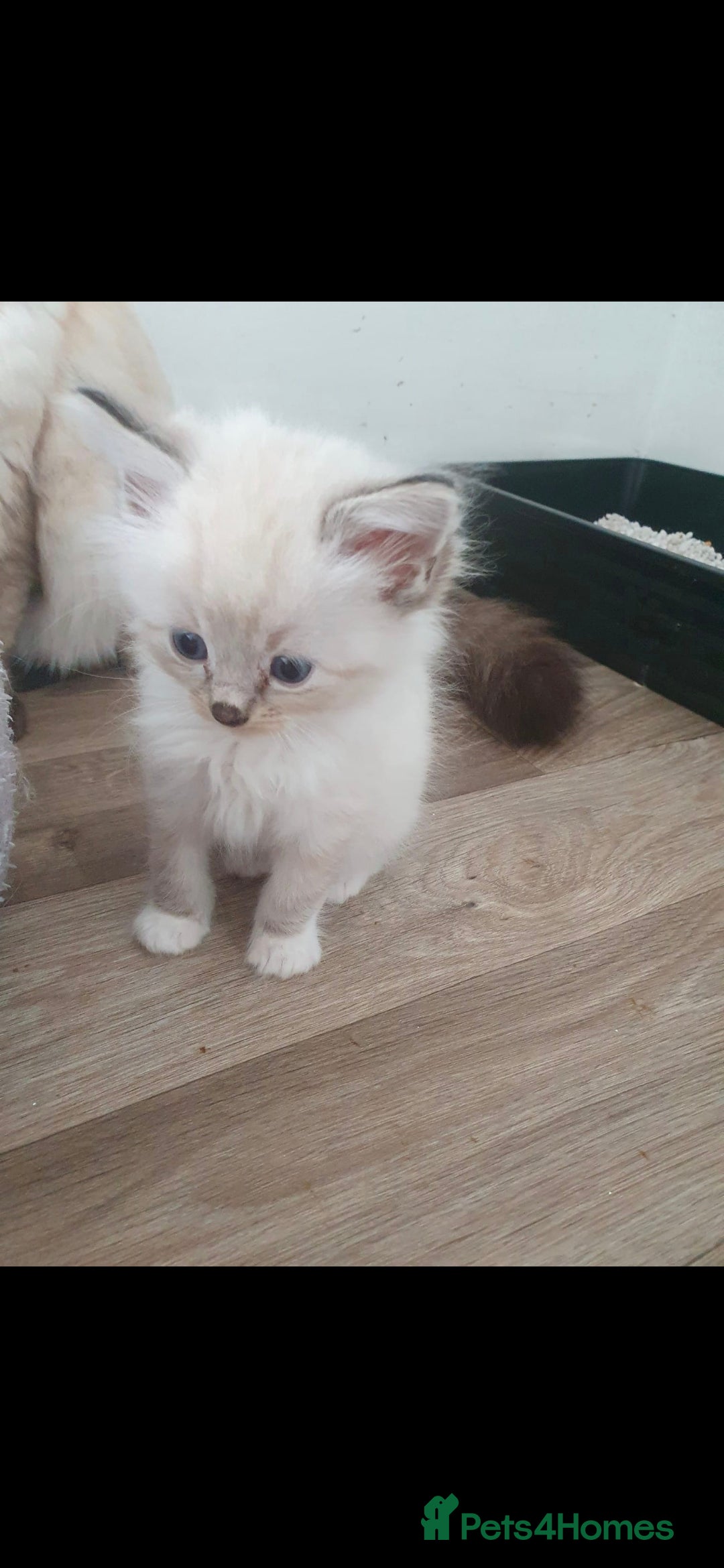 Ragdoll cats for sale: Seal and lynx point mitted kittens - Image 10