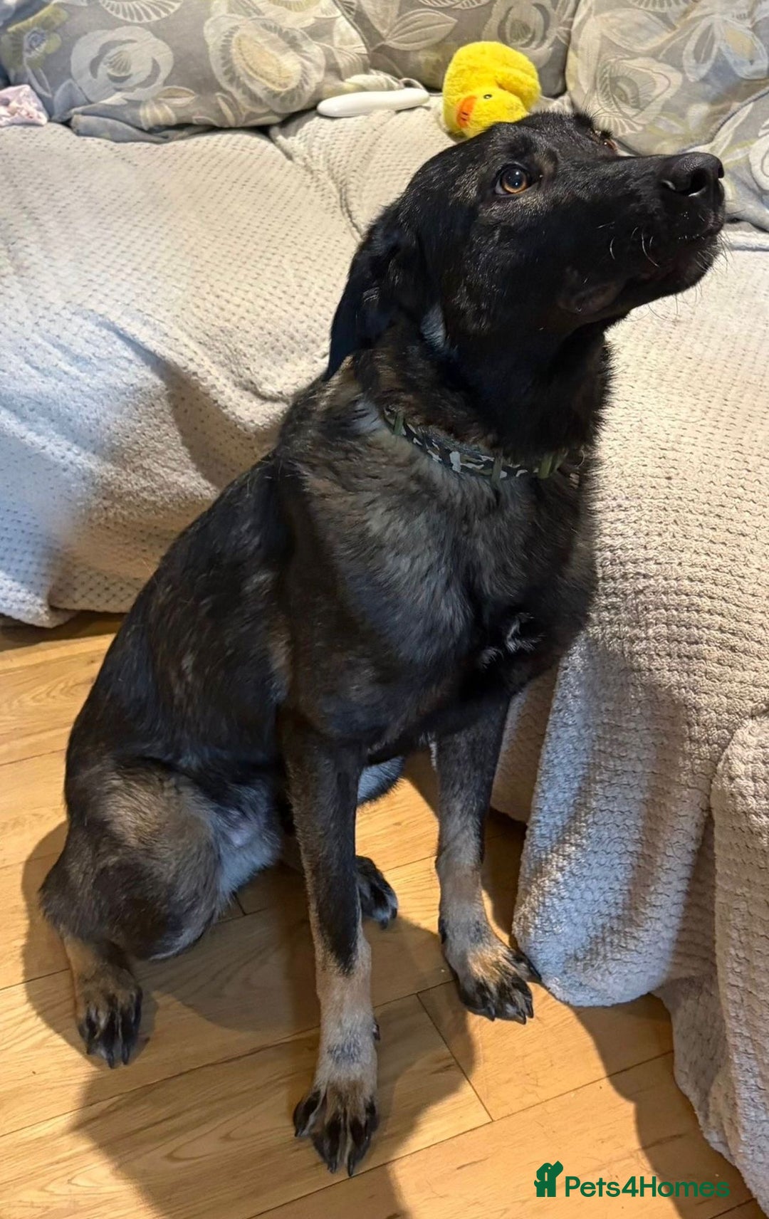 Mixed Breed dogs for adoption: Edgar  - Advert 3