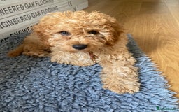Cavapoo dogs for sale: 14 week old male Cavapoo puppy - Image 2