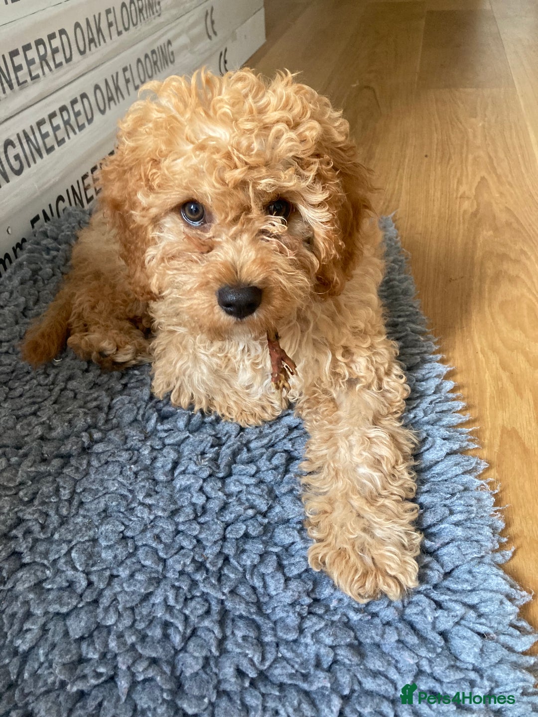 Cavapoo dogs for sale: 14 week old male Cavapoo puppy - Image 2