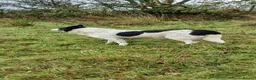 Border Collie dogs for stud: Stud Only  - Advert 3