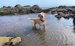 Labrador Retriever dogs for stud: 🌟Stunning Stud Dog Marley – Excellent Nature🌟 - Image 5
