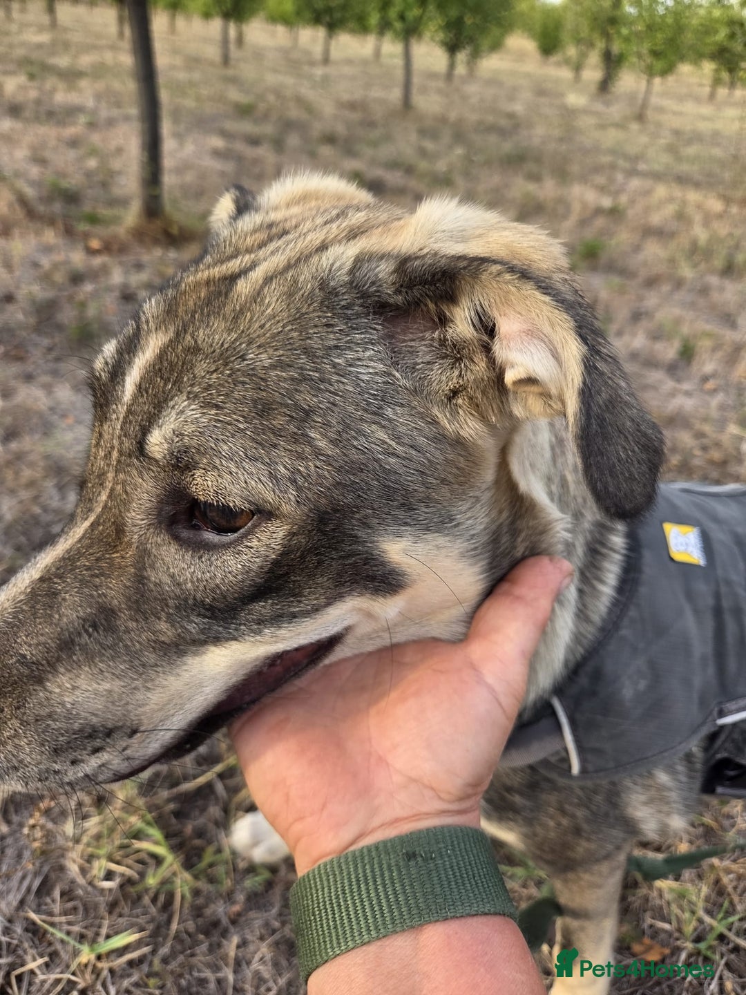 Mixed Breed dogs for adoption:  RUBY - a superb girl looking for a Loving Home - Image 2