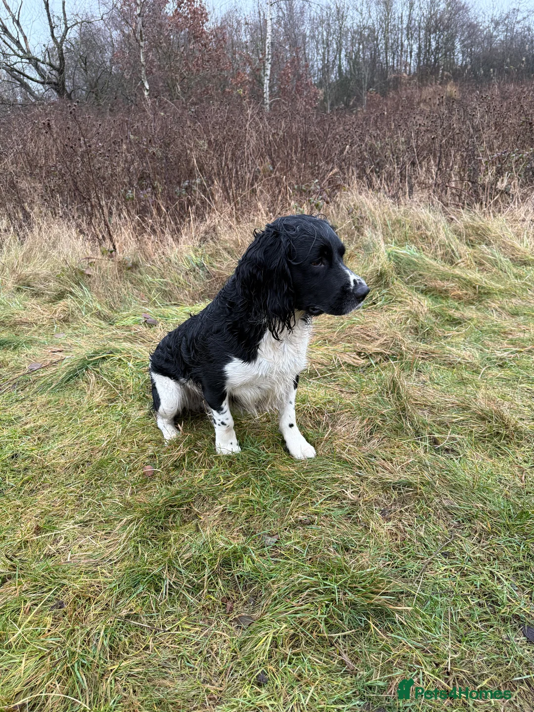 English Springer Spaniel dogs for stud: Stunning KC Stud, Proven, Health and DNA Tested. in Wigan - Advert 6
