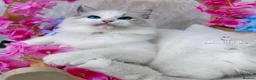 Ragdoll cats for sale: ⭐️AWARD WINNING GCCF CATTERY RAGDOLL KITTENS⭐️ - Advert 28