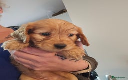 Cockapoo dogs for sale: Fb1 cockapoo  - Image 6