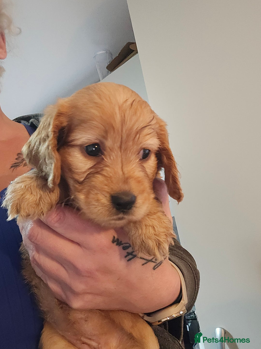 Cockapoo dogs for sale: Fb1 cockapoo  - Image 6