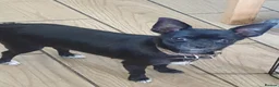 Chihuahua dogs for sale: Chihuahua puppies Lincolnshire  - Advert 3