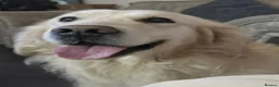 Golden Retriever dogs for sale: Stunning female golden retriever  - Advert 11