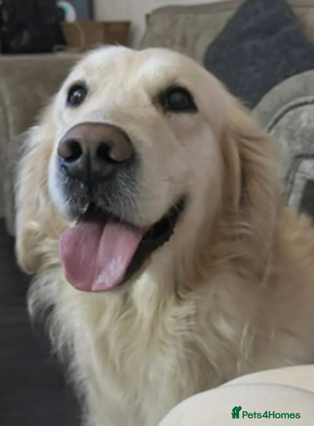 Golden Retriever dogs for sale: Stunning female golden retriever  - Advert 11
