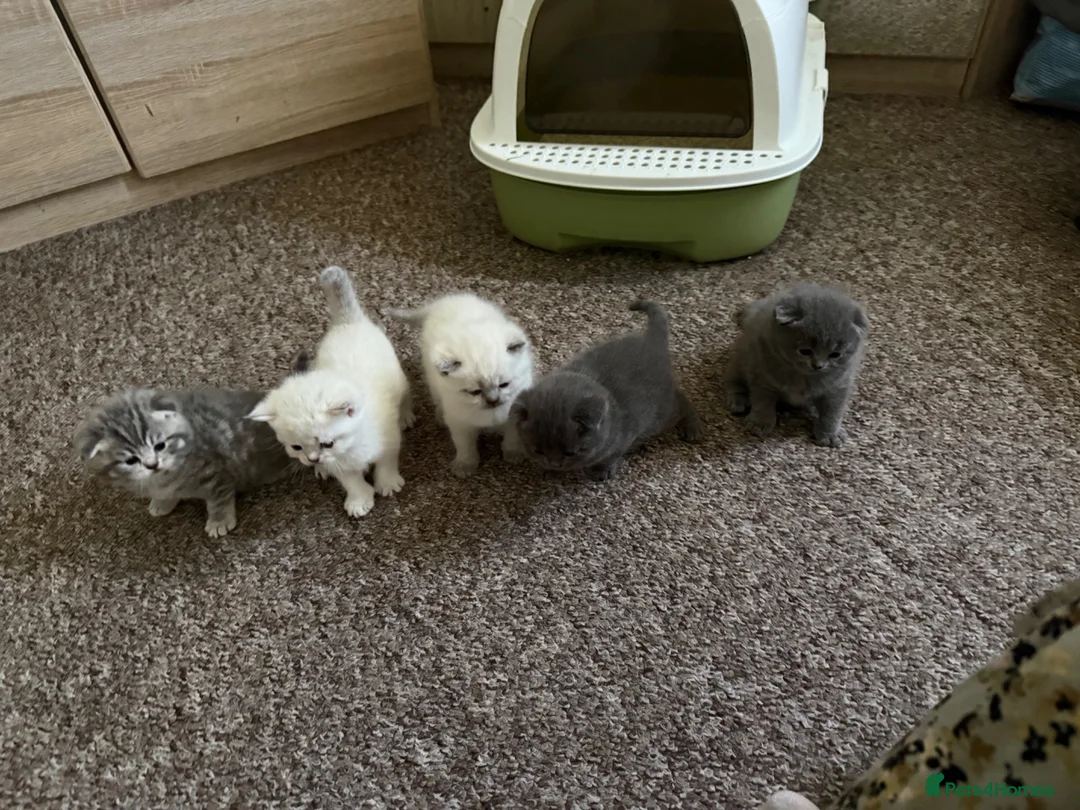 Scottish Fold cats for sale: 5 Beautiful Scottish Fold & straight Kittens - Advert 2
