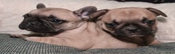 French Bulldog dogs for sale: Beautiful French bulldog  - Advert 3