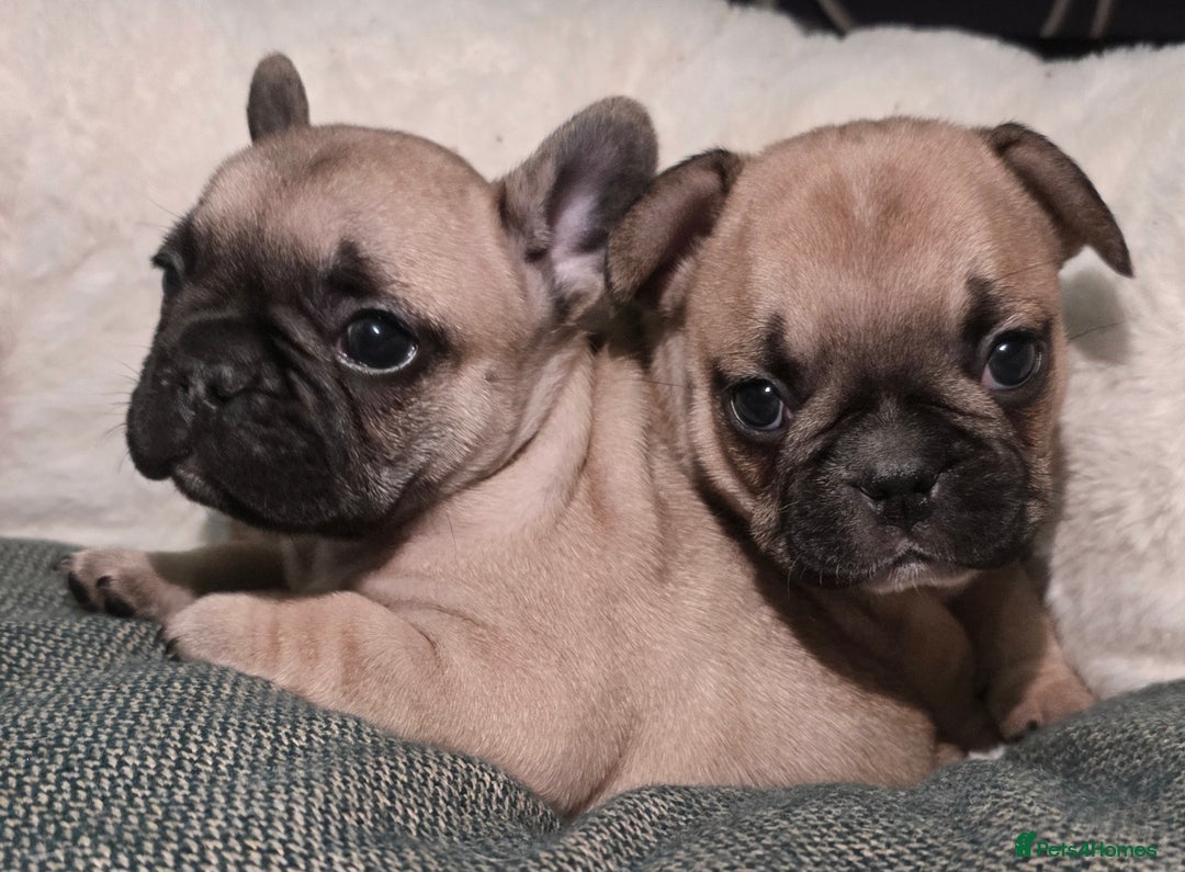 French Bulldog dogs for sale: Beautiful French bulldog  - Advert 3